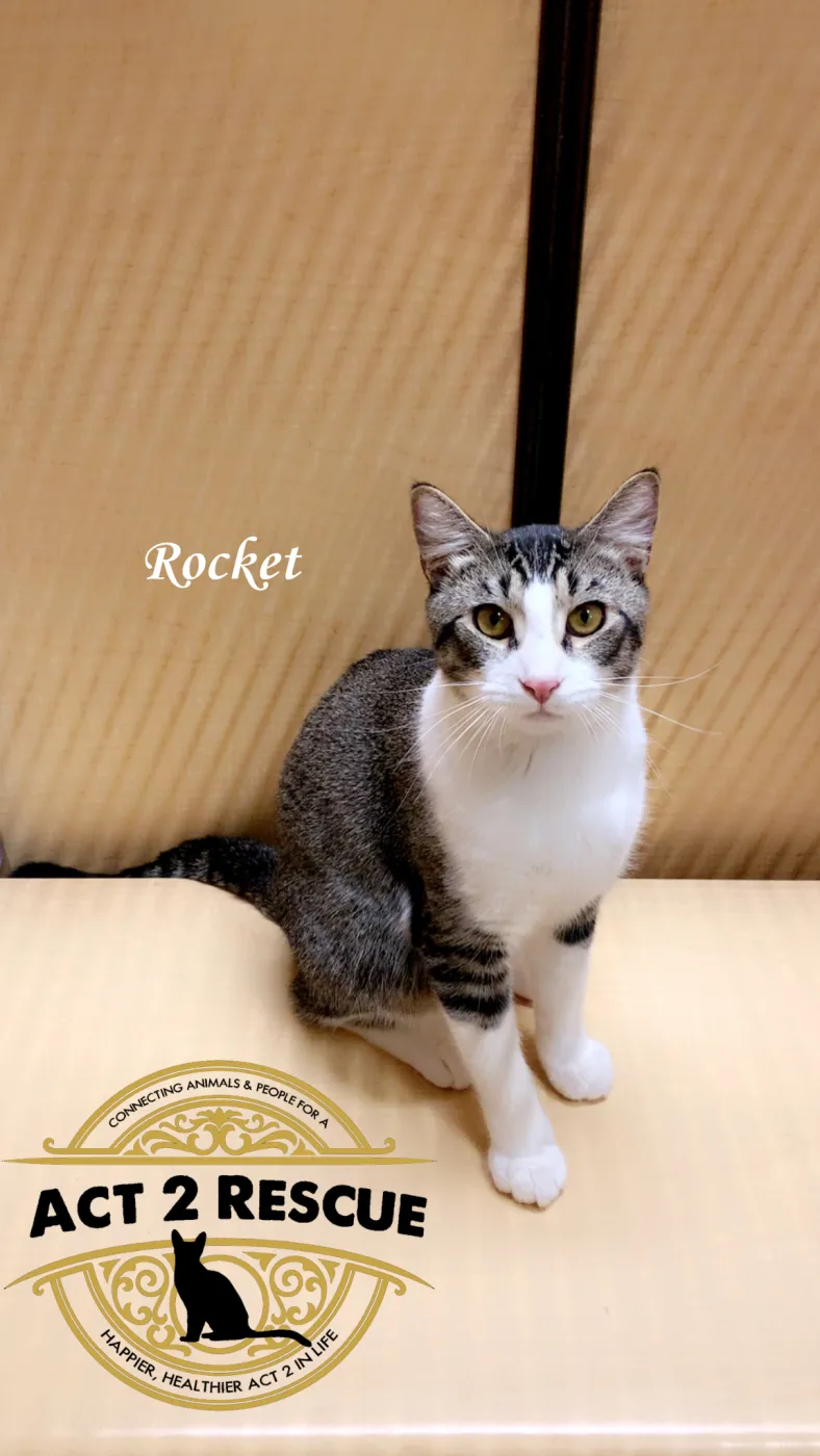 Rocket - Photo 1