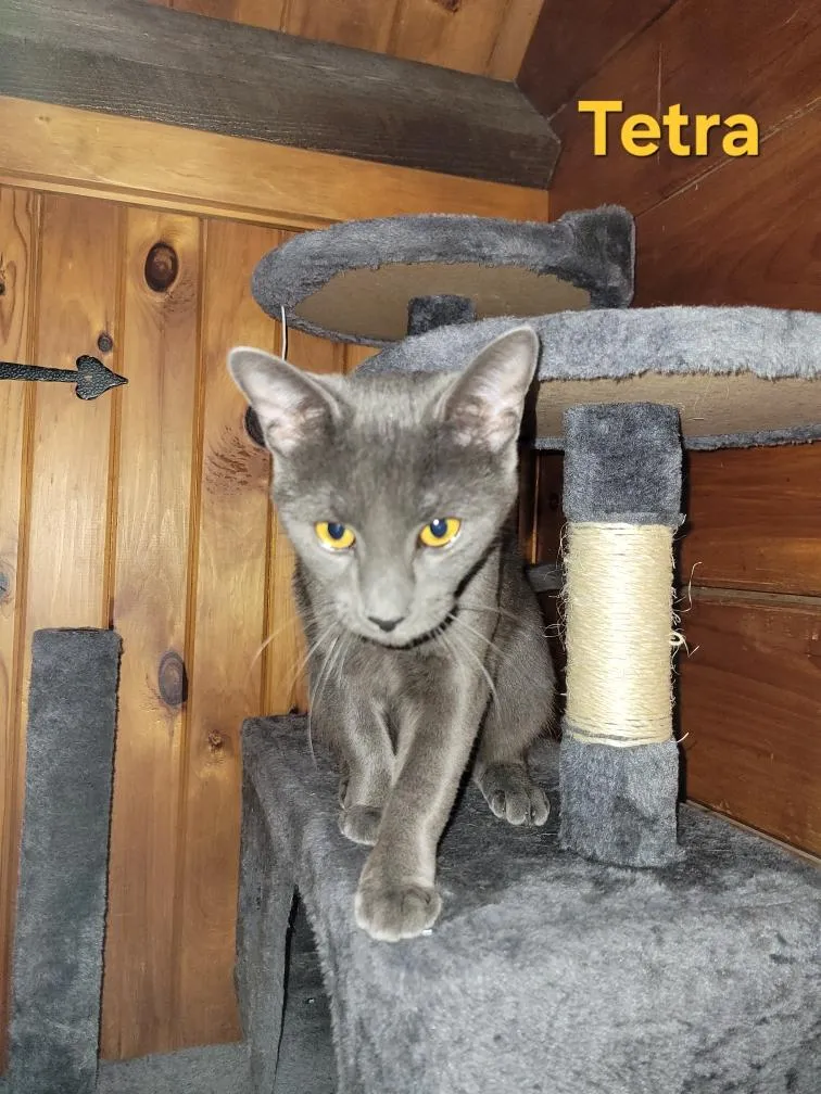 Tetra - Photo 1