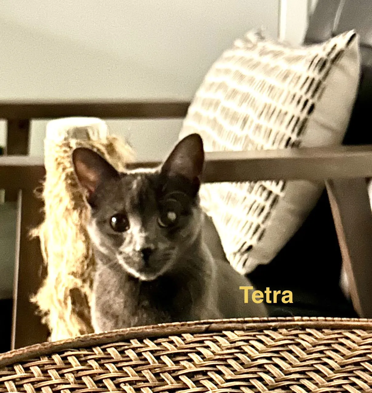Tetra - Photo 3