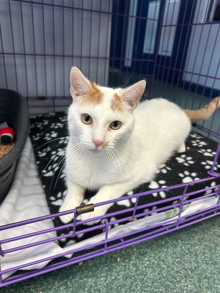 Hank Williams - Photo 1