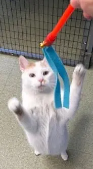 Hank Williams thumbnail 2