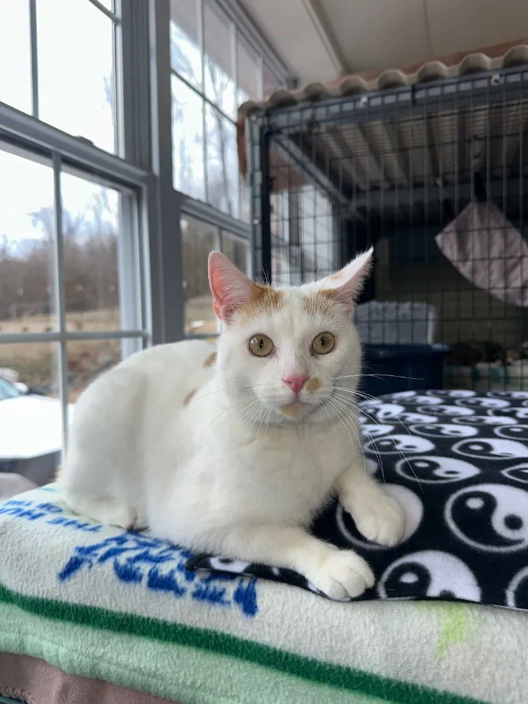 Hank Williams - Photo 3