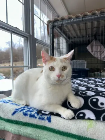 Hank Williams thumbnail 3