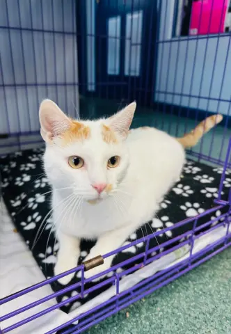 Hank Williams thumbnail 4