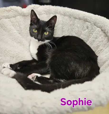 Sophie thumbnail 2