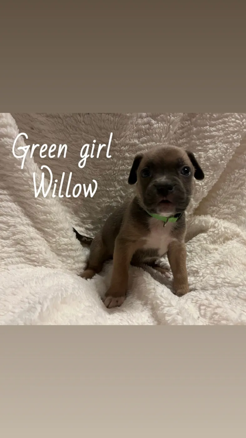 Willow - Photo 3
