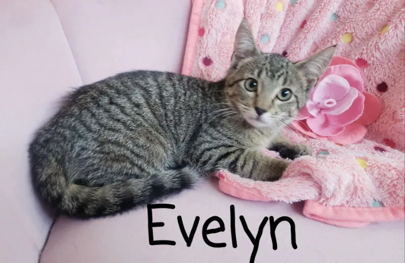 Evelyn - Photo 3