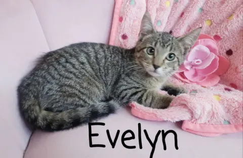 Evelyn thumbnail 3