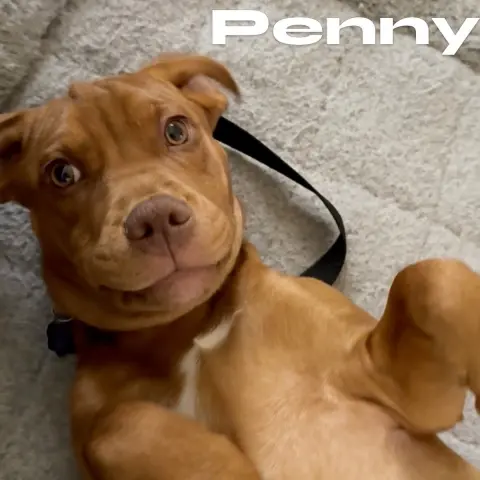 Penny thumbnail 4