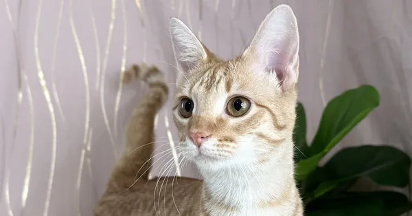 Reinwardtia - Photo 1