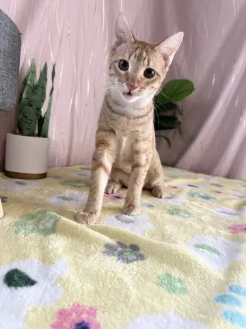 Reinwardtia thumbnail 3