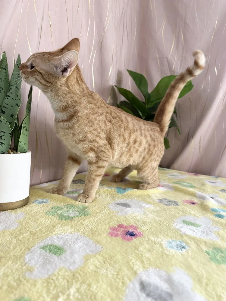 Reinwardtia - Photo 4