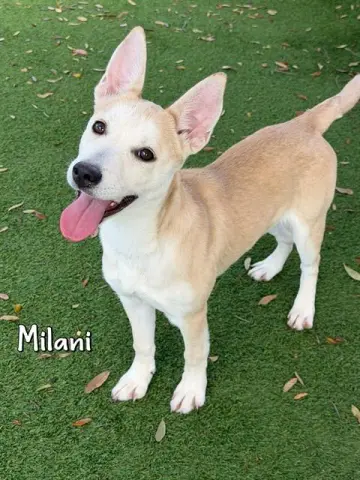 Milani