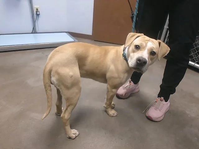 Almond Joy - Photo 1