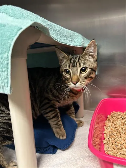 Peanut Butter - Photo 1