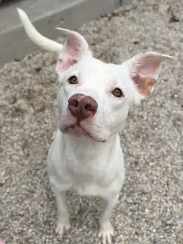 Cleopatra thumbnail 2