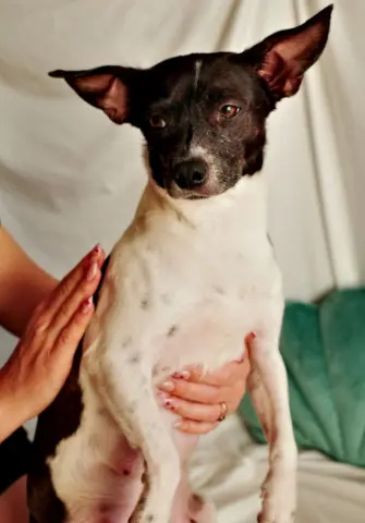 Milkshake thumbnail 2