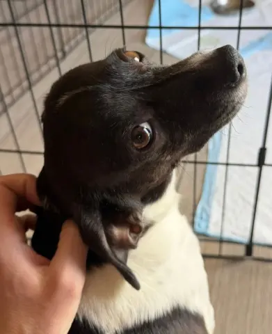 Milkshake thumbnail 3