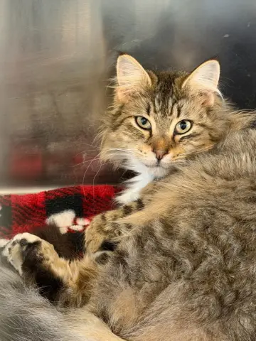 Valentina thumbnail 2