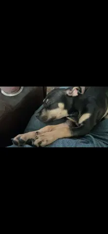 Taco Bella thumbnail 3