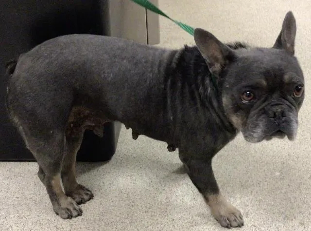 French Roll - Photo 1