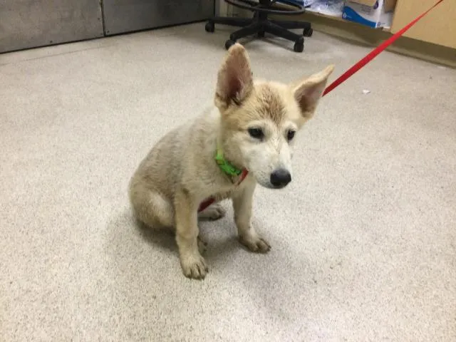 Cream Cheese - Photo 1