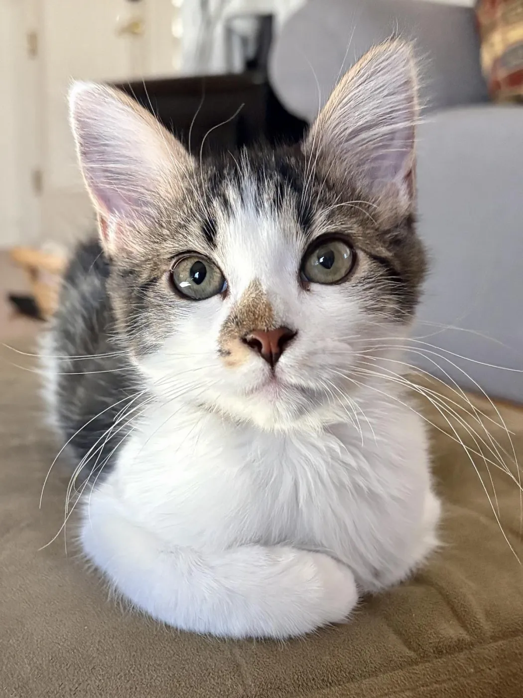 Mako Shark - Photo 1