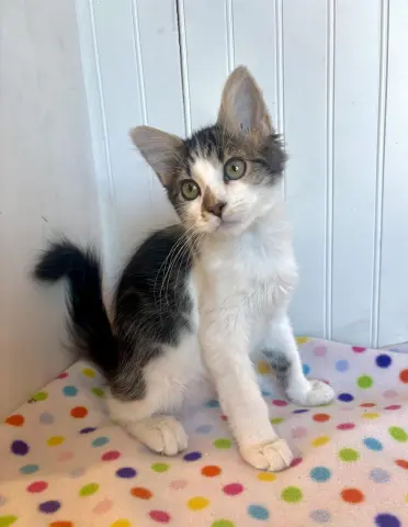 Mako Shark thumbnail 2