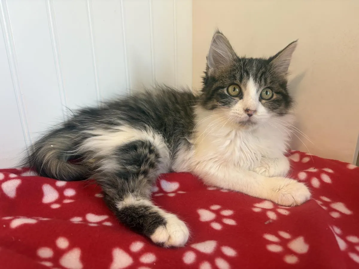 Dusky Shark - Photo 1