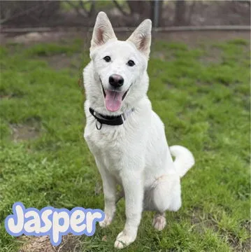 Jasper - Photo 1