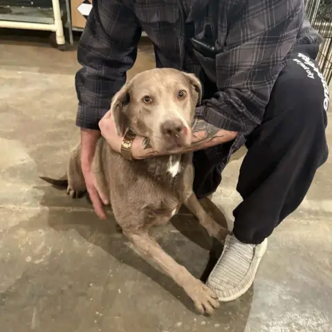 Birdie Blu thumbnail 2