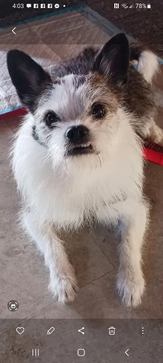 Little Buddy - Photo 1