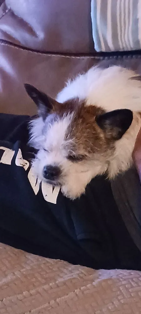 Little Buddy - Photo 2