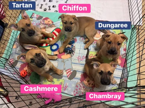 Chambray thumbnail 2