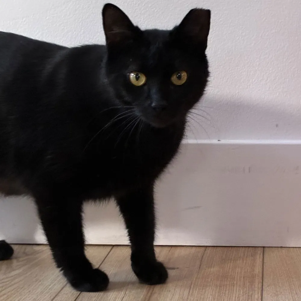 Happy Meal - Photo 2