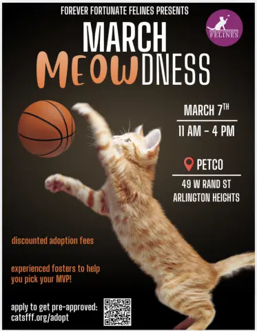 Chouchou thumbnail 2