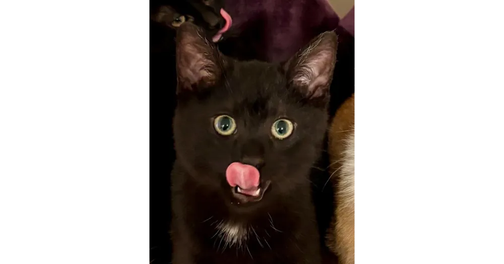 Black Eyed Peas - Photo 1