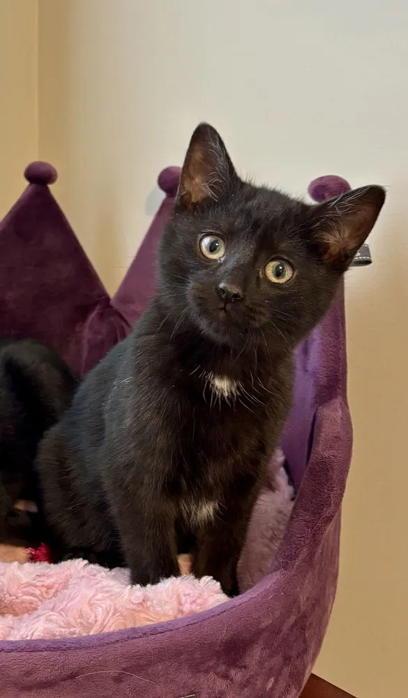 Black Eyed Peas - Photo 2