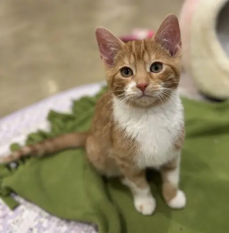 Chickpea thumbnail 2