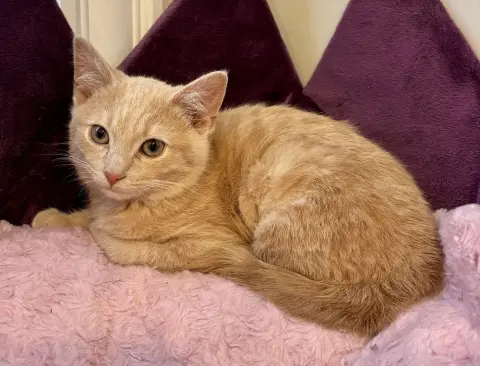 Butter Bean thumbnail 2