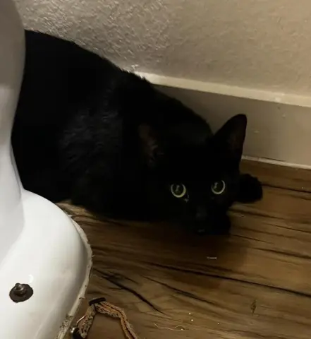 Espresso thumbnail 2