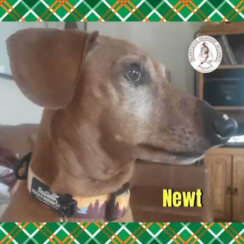 Newt thumbnail 2