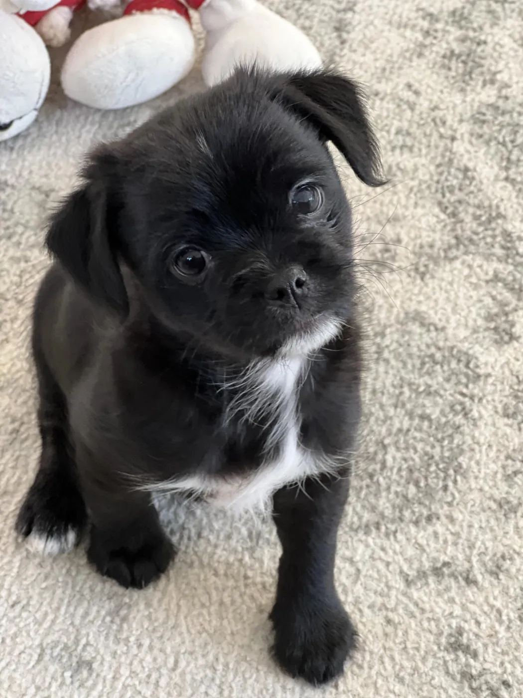 Bob Buttons - Photo 1