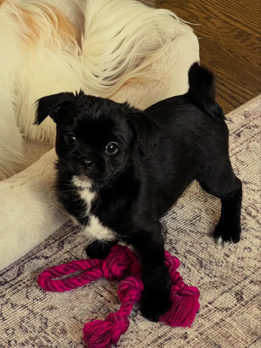 Bob Buttons - Photo 2