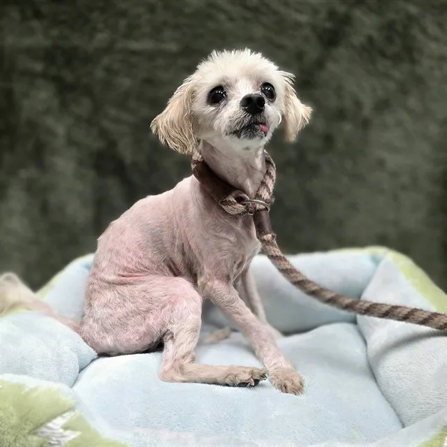 Persnickety - Photo 1