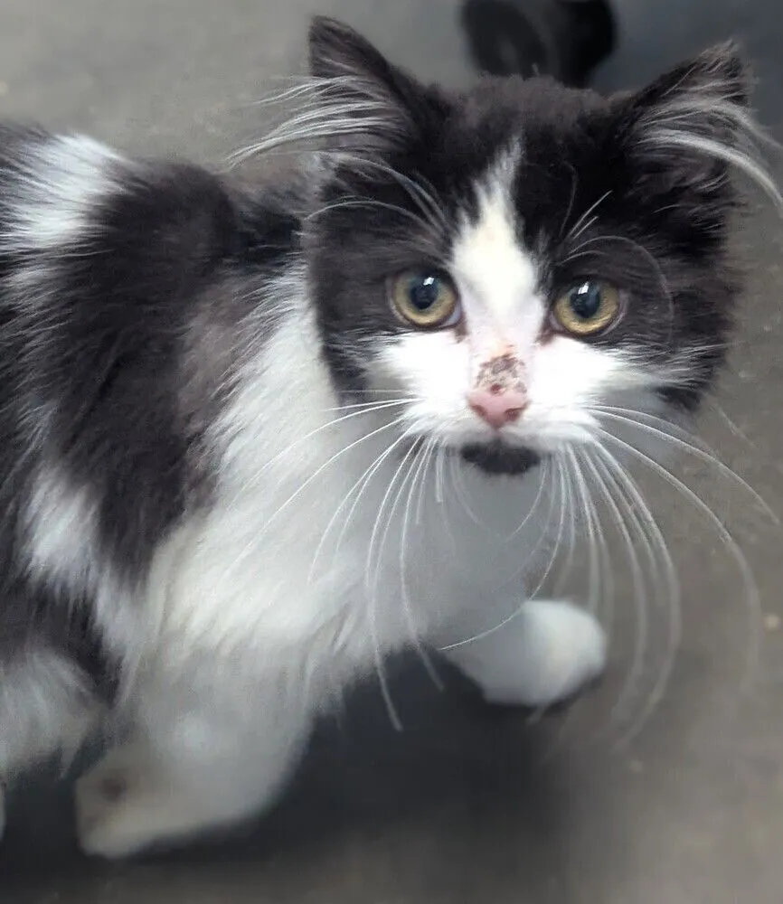 Lady Sarah - Photo 1