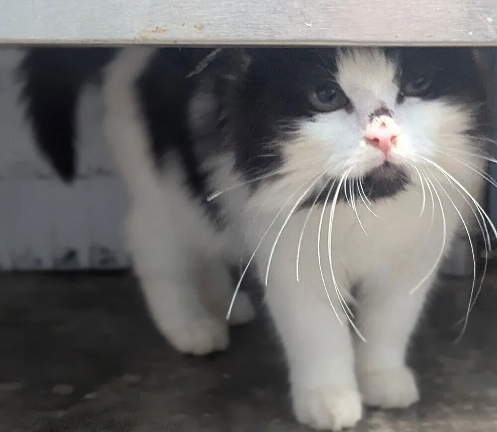 Lady Sarah - Photo 2