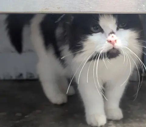 Lady Sarah thumbnail 2