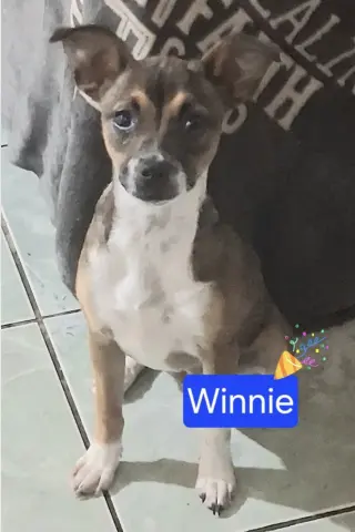 Winnie