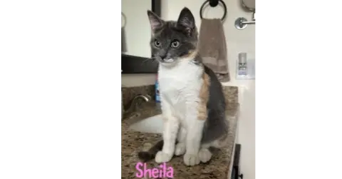 Sheila